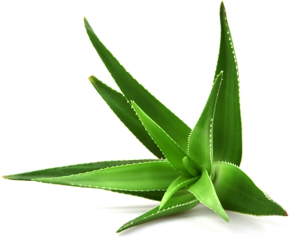 aloveia aloe vera